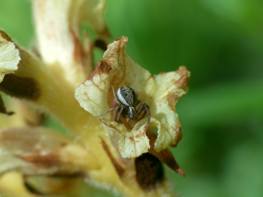 Thomisidae - Xysticus sp., giovane